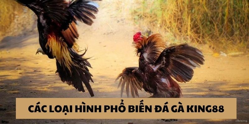 Loại hình đá gà King88 hấp dẫn ưa chuộng nhất 